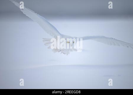 Gufo innevato maschio (Nyctea scandiaca) (sin. Bubo scandiaca) che vola poco sopra il suolo, Quebec, Canada Foto Stock