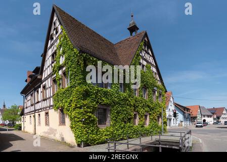 Storica casa in legno ricoperta di viti selvatiche, Koendringen, Baden-Wuerttemberf, Germania Foto Stock