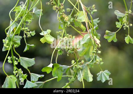 Mallow (Malva pusilla, Malva rotundifolia) cresce in natura in estate Foto Stock