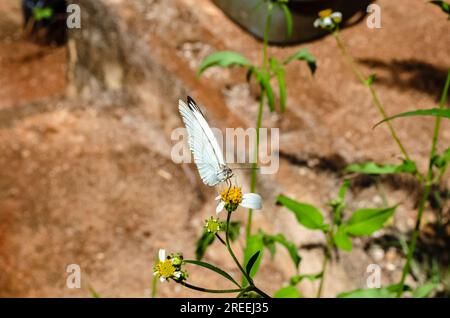 Una farfalla bianca e nera atterra su un fiore giallo e bianco spagnolo. Foto Stock