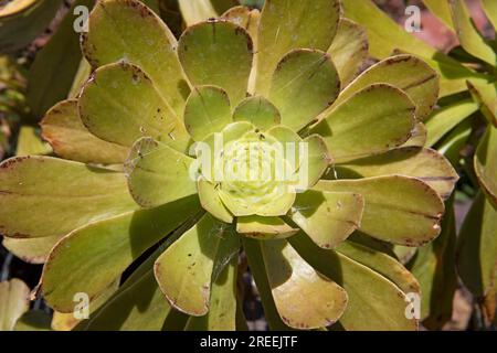 Rosetta (Aeonium lancerottense), primo piano, Giardino Botanico Jardin Canario Visitas, Las Palmas, Provincia di Las Palmas, Gran Canaria, Canarie Foto Stock