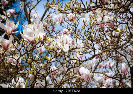 Primo piano dei fiori di magnolia in primavera Foto Stock