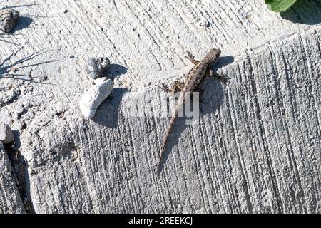 Culver City, California, USA. 19 aprile 2023. Una lucertola al Baldwin Hills Scenic Overlook. (Immagine di credito: © Taidgh Barron/ZUMA Press Wire) SOLO USO EDITORIALE! Non per USO commerciale! Foto Stock