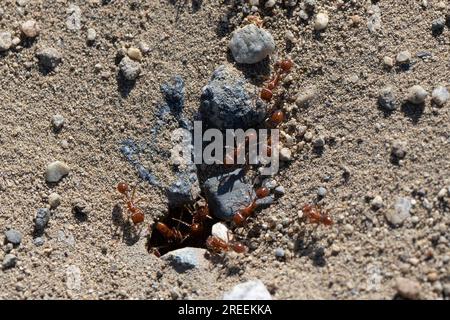 Culver City, California, USA. 19 aprile 2023. Un nido di formiche di fuoco rosse importate presso il Baldwin Hills Scenic Overlook. (Immagine di credito: © Taidgh Barron/ZUMA Press Wire) SOLO USO EDITORIALE! Non per USO commerciale! Foto Stock