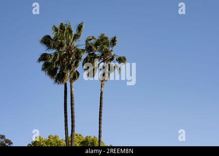 Culver City, California, USA. 19 aprile 2023. California Palm Trees nella contea di Los Angeles. (Immagine di credito: © Taidgh Barron/ZUMA Press Wire) SOLO USO EDITORIALE! Non per USO commerciale! Foto Stock