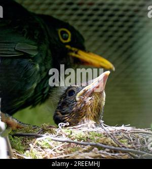 Blackbird (Turdus merula), maschio e nido, giovane merluzzo nero nel nido, Sassonia, Germania Foto Stock