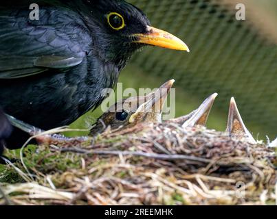 Blackbird, uomini e nidi, giovani merli (Turdus merula) nel nido, Sassonia, Germania Foto Stock