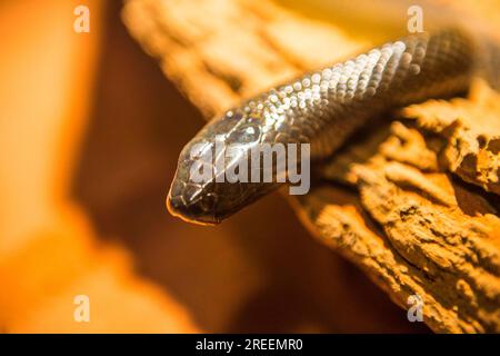 Il taipan costiero (Oxyuranus scutellatus), il santuario di Lone Pine, Brisbane, Queensland, Australia Foto Stock