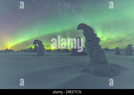 Aurora boreale su alberi innevati, paesaggio invernale, Parco Nazionale Riisitunturi, Posio, Lapponia, Finlandia Foto Stock