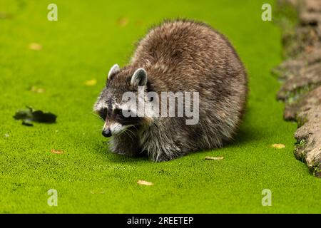 Raccoon (Procyon lotor) foraggiando in uno stagno, Germania Foto Stock