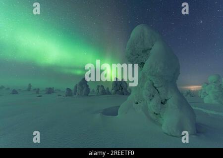 Aurora boreale su alberi innevati, paesaggio invernale, Parco Nazionale Riisitunturi, Posio, Lapponia, Finlandia Foto Stock