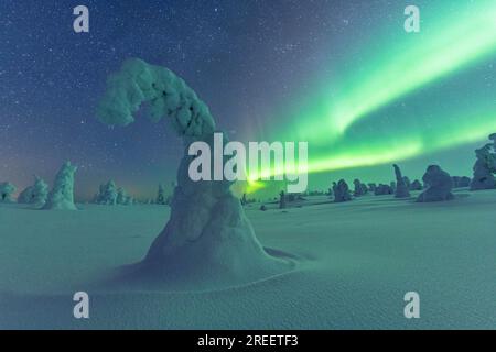 Aurora boreale su alberi innevati, paesaggio invernale, Parco Nazionale Riisitunturi, Posio, Lapponia, Finlandia Foto Stock