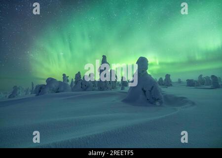 Aurora boreale su alberi innevati, paesaggio invernale, Parco Nazionale Riisitunturi, Posio, Lapponia, Finlandia Foto Stock