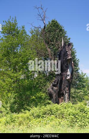 Quercia di Deadwood dopo un fulmine, habitat secondario per coleotteri e picchi, riserva della biosfera dell'Elba centrale, Sassonia-Anhalt, Germania Foto Stock