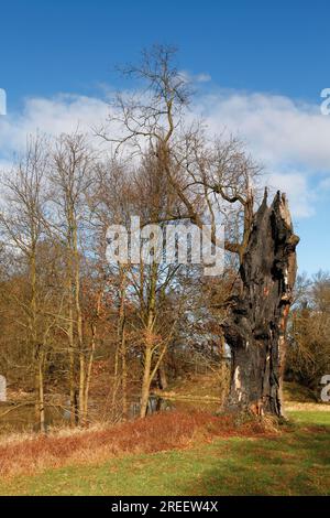 Quercia di Deadwood dopo un fulmine, habitat secondario per coleotteri e picchi, riserva della biosfera dell'Elba centrale, Sassonia-Anhalt, Germania Foto Stock