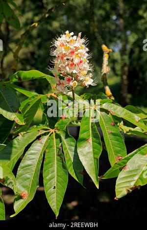 Fiore di castagno dolce (castanea sativa). Estate - luglio Foto Stock