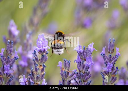 Fiori di lavanda (Lavandula angustifolia) con un bumblebee saziato che vola via Foto Stock