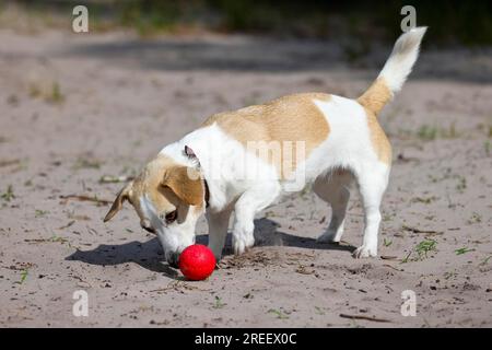 Cane (Canis lupus familiaris), Jack Russell Terrier che gioca con palla, razza di cane, Schleswig-Holstein, Germania Foto Stock