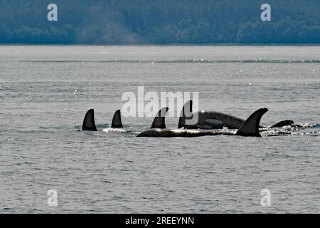 Un gruppo di diverse orche, balene, avvistamento balene, Inside Passage, Juneau, Alaska, USA Foto Stock