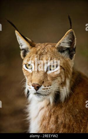 Lince eurasiatica (lince lince), ritratto della lince settentrionale, prigioniero nello zoo di Sababurg, Hofgeismar, Reinhardswald, Assia, Germania Foto Stock