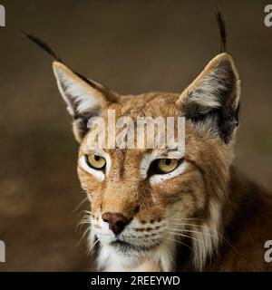 Lince eurasiatica (lince lince), ritratto della lince settentrionale, prigioniero nello zoo di Sababurg, Hofgeismar, Reinhardswald, Assia, Germania Foto Stock