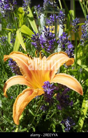 Fioritura diurna (Hemerocallis fulva) in mezzo a una lavanda fiorita (Lavandula angustifolia), Baviera, Germania Foto Stock