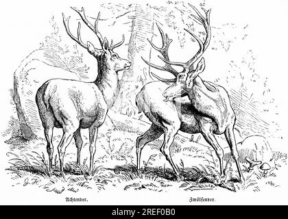 Stags, Eights and Twelve in the Forest, Hubertus Hunting, Hunting Scenes, Wild Animals, Nature, Lick, Turning the Head, illustrazione storica Foto Stock