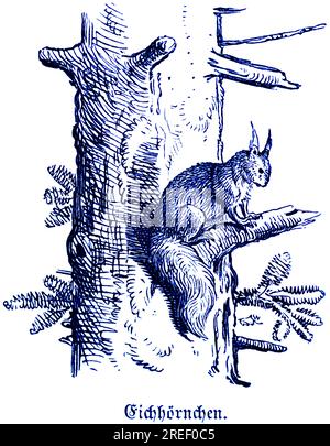 Scoiattolo (Sciurus), Hubertus caccia e caccia, animali selvatici, albero, natura, ramo, seduto, cespuglio, coda lunga, illustrazione storica Foto Stock