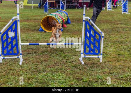 Cane che salta su un ostacolo durante la competizione di agilità Foto Stock