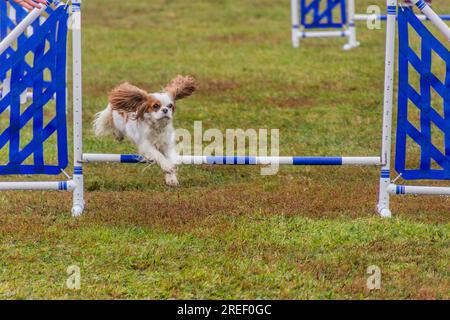 Cane che salta su un ostacolo durante la competizione di agilità Foto Stock