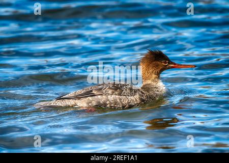 Donna Merganzer al Presque Isle State Park a Erie, Pennsylvania Foto Stock