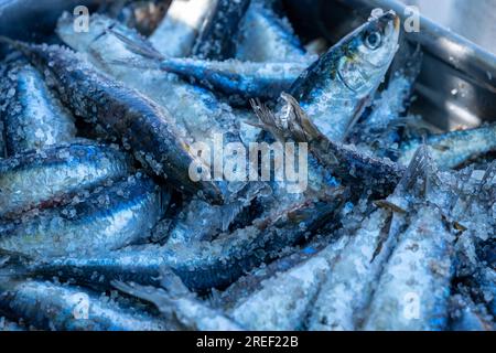 messa a fuoco selettiva, sardine con rivestimento salino pronte per la cottura alla griglia Foto Stock