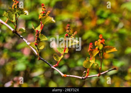 Giovani germogli verdi di piante di uva da vino in filari in vigna. Settore viticolo in Spagna, zona viticola Foto Stock