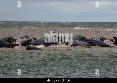 Foche grigie e comuni riposano dopo aver mangiato sul banco di sabbia a Blakeney Point, Blakeney, Norfolk settentrionale, Inghilterra, Regno Unito Foto Stock