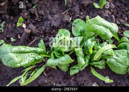 foglie di spinaci danneggiate in un letto da giardino biologico. L'infestazione da parassiti provoca la deformazione delle foglie e la comparsa di macchie sulle foglie. Foto Stock