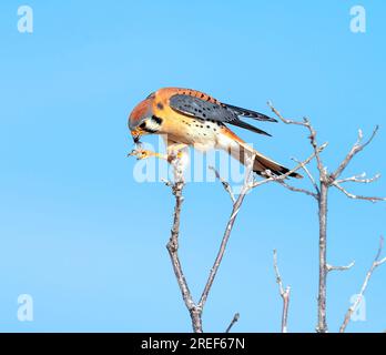 Un Kestrel americano prende un alto poch per mangiare un cricket che ha trovato nelle praterie. Vista ravvicinata su un bel cielo primaverile. Foto Stock