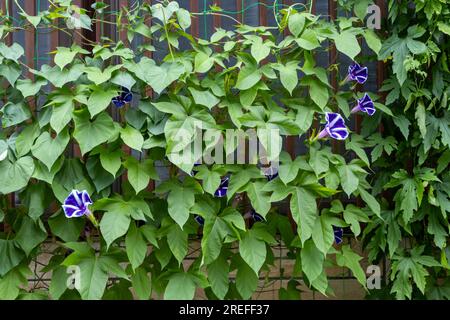 Japanese Morning Glory, Ipomoea Maisugata, Kanazawa, Ishikawa, Giappone. Foto Stock