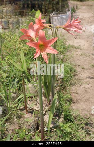 Le piante floreali di Eucrosia in azienda agricola per la raccolta sono colture da contante Foto Stock