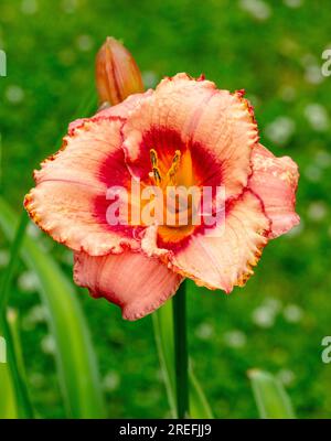 'Sdelle fragole Candy Daylily, Daglilja (Hemerocallis) Foto Stock