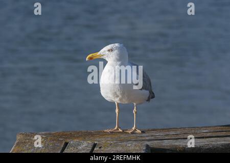 gabbiano dalle zampe gialle in piedi su una panchina di legno vista da vicino alla luce del sole Foto Stock