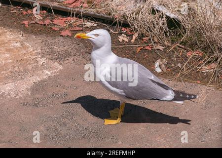 gabbiano dalle zampe gialle in piedi su un pavimento visto da vicino alla luce del sole in estate Foto Stock