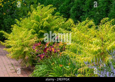 Vista ravvicinata del paesaggio delle piante di sumac di corno (rhus typhina) e dei gigli di giorno lungo una passeggiata in un giardino in muratura in una giornata di sole Foto Stock