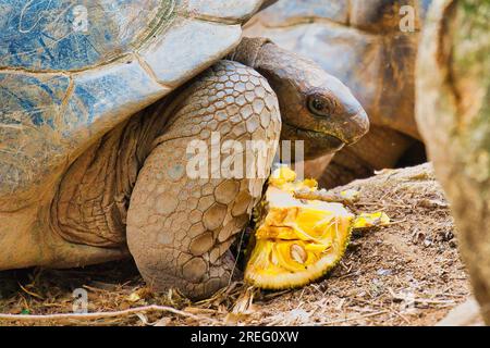Aldabra atterra tartarughe giganti che mangiano jackfruit nel giardino delle spezie, Mahe Seychelles Foto Stock