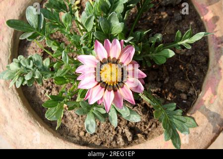 "Pink bicolor" margherita africana (genere Osteospermum) in fiore : (pix Sanjiv Shukla) Foto Stock