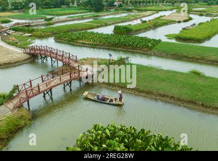 XINGHUA, CINA - 28 LUGLIO 2023 - i contadini prendono una barca per lavorare su una piantagione di taro drago nella città di Xinghua, provincia di Jiangsu, Cina, 28 luglio 2023.The X Foto Stock