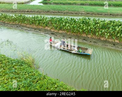 XINGHUA, CINA - 28 LUGLIO 2023 - i contadini prendono una barca per lavorare su una piantagione di taro drago nella città di Xinghua, provincia di Jiangsu, Cina, 28 luglio 2023.The X Foto Stock