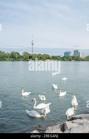 Cigni muti: Un gruppo di cigni muti scivola con grazia attraverso le acque del Danubio a Vienna, in Austria. Osserva la bellezza serena di queste maje Foto Stock