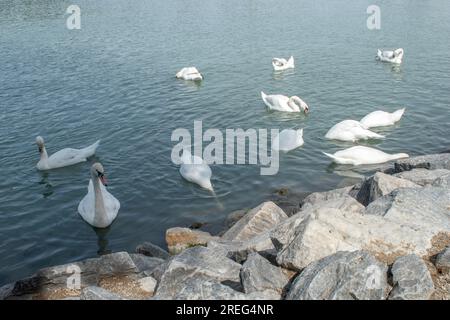 Cigni muti: Un gruppo di cigni muti scivola con grazia attraverso le acque del Danubio a Vienna, in Austria. Osserva la bellezza serena di queste maje Foto Stock