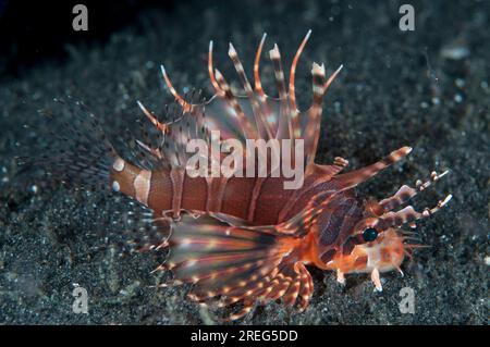 Mombasa Lionfish, Pterois mombasae, immersione notturna, sito di immersione Hei Nus, stretto di Lembeh, Sulawesi, Indonesia Foto Stock