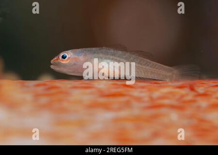 Boldingh's Ghostgoby, Pleurosicya boldinghi, su corallo morbido, sito di immersione Tanjung Kubur, stretto di Lembeh, Sulawesi, Indonesia Foto Stock